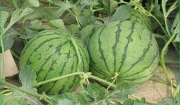 夏天吃三瓜的好处,西瓜、黄瓜、苦瓜，清凉一夏益处多