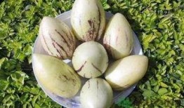 茄瓜产妇可以吃吗,产妇适宜食用的营养佳品