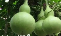 没熟的瓜怎么吃,如何巧妙享用未熟瓜果的清新滋味