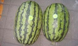 曹县吃的瓜,瓜果飘香，尽享田园风味