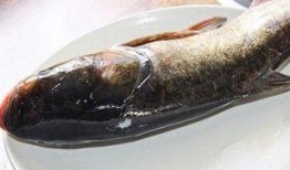 吃瓜胖头鱼,揭秘网络红人的爆红之路