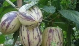 茄瓜产妇可以吃吗,产妇适宜食用的营养佳品