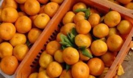 梦见自己吃橘子和白瓜,橘香瓜甜，探寻梦境中的味蕾之旅