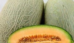 吃太多了哈密瓜,哈密瓜过量后的甜蜜烦恼
