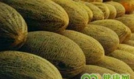 手术病人吃哈密瓜,营养与健康的完美结合