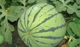 西瓜从小瓜到大瓜多久可以吃,从幼瓜到成熟，品尝最佳时机揭秘