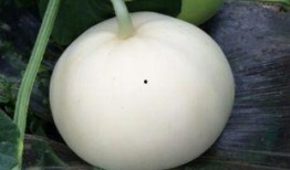 梦见吃大梨瓜,揭秘吃大梨瓜的神秘寓意