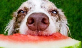 狗子自己刨土瓜吃,趣味横生引网友热议