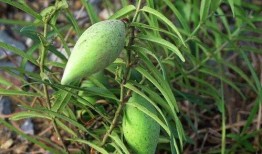 梦到摘瓜吃很甜,揭秘摘瓜吃甜的梦境寓意