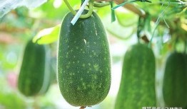 女人吃的瓜,揭秘女性瓜界秘闻