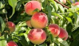 桃桃君吃瓜,揭秘娱乐圈那些不为人知的幕后故事