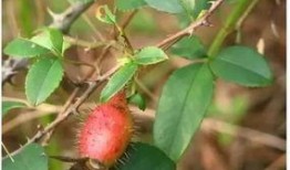 小莎子吃瓜,揭秘娱乐圈那些不为人知的幕后故事