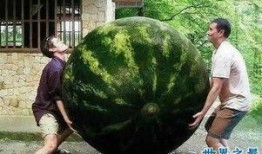 全球最大的吃瓜,全球最大“吃瓜群众”的狂欢盛宴