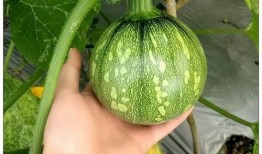 小蓝鸟在哪吃瓜,揭秘网络红人的瓜田生活