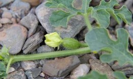 吃沙瓜的人,探寻吃沙瓜的人生之旅