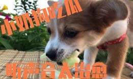 喂狗吃瓜图,喂狗吃瓜图鉴