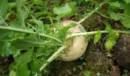 现代年轻人吃瓜,揭秘网络时代的娱乐狂欢