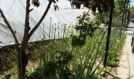 假山长椅吃瓜视频,吃瓜群众热议不断