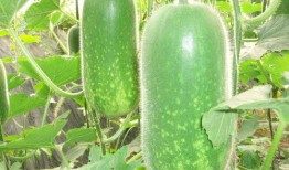 吃拉秧瓜能减肥吗,吃对方法，轻松瘦身！”