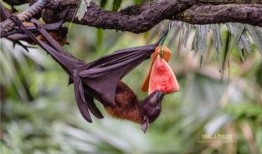 蝙蝠吃瓜种吗,揭秘吃瓜种子的神奇之旅