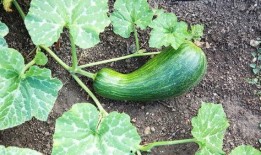 天天吃瓠瓜好吗,健康生活每一天