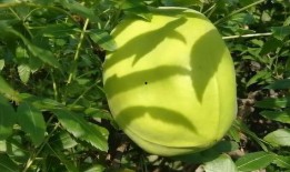 野生羊奶瓜怎么吃,野生羊奶瓜的多样食法探索