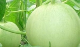 孕妇可以吃青皮绿瓜吗,孕妇适宜食用青皮绿瓜吗？