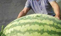 小王吃大瓜,一场味蕾与心灵的盛宴