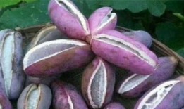 体凉可以吃八月瓜吗