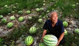 来河南吃瓜,一场别开生面的“吃瓜”之旅