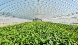 吃瓜群众上线南通,吃瓜群众上线，揭秘城市新鲜事