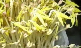 春食草夏吃瓜,春食草，夏吃瓜，品味自然之韵