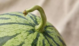 西方人吃瓜,揭秘瓜文化盛行背后的社会现象