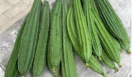 吃脆瓜过敏,揭秘脆瓜背后的健康隐患