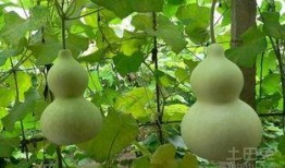 孕妇可以吃的葫芦瓜,葫芦瓜的营养与食用指南