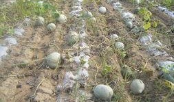 桦南县吃瓜,瓜果飘香，美食之旅