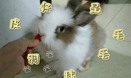 吃瓜网可可兔,揭秘娱乐圈幕后故事