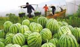 吃瓜日常吃瓜,揭秘吃瓜日常的趣味与智慧