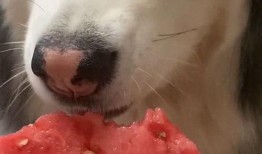 吃瓜的大狗子,吃瓜大狗子的趣味生活揭秘