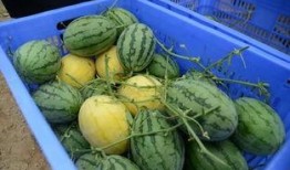 吃瓜群迷,网络社交新现象背后的故事