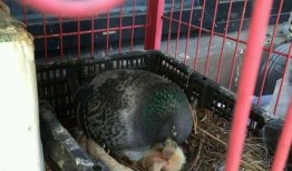 鸽子吃瓜叶,鸽子巧食瓜叶的奇妙之旅