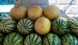 宁夏最吃瓜,瓜田里的那些事儿，带你领略塞上风情