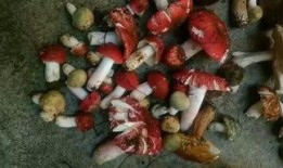 野生羊奶瓜怎么吃,野生羊奶瓜的多样食法探索