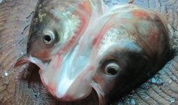 吃瓜胖头鱼,揭秘网络红人的爆红之路