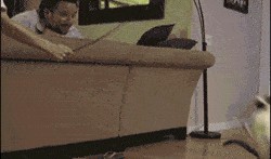 动图吃瓜,趣味横生的瞬间捕捉