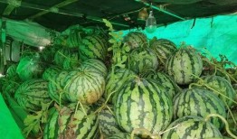 吃瓜壁纸合集,吃瓜壁纸合集大揭秘