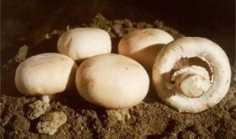 17吃瓜蘑菇视频,揭秘网络红人的幕后故事