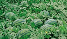 吃瓜群大全,网络社交新趋势下的娱乐风向标