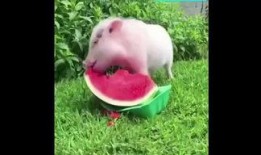 猪吃毛瓜,探寻猪与毛瓜的奇妙缘分