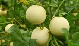 ot吃瓜,一场关于“吃瓜”的狂欢盛宴